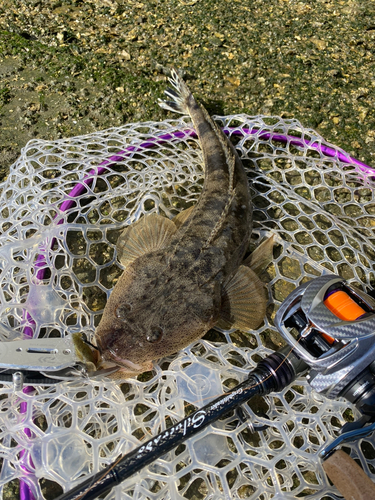 マゴチの釣果