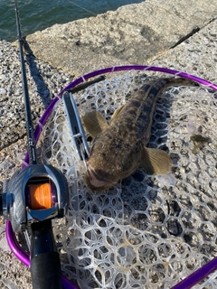 マゴチの釣果