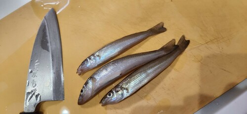 シロギスの釣果