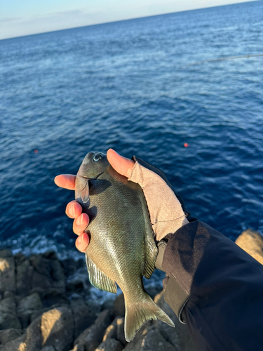 オナガグレの釣果