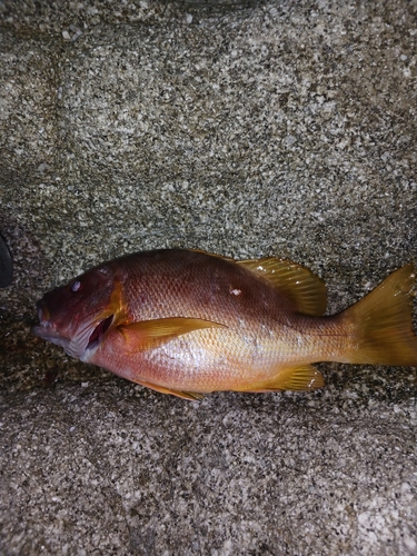 シブダイの釣果