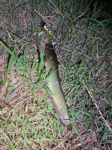 マナマズの釣果