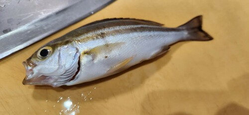 イサキの釣果