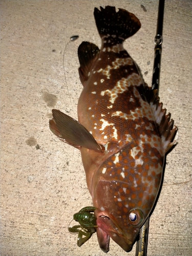 アコウの釣果