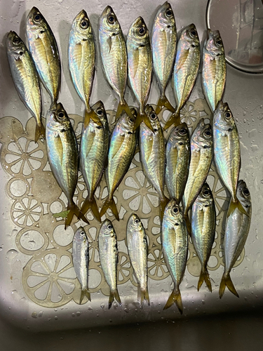 アジの釣果