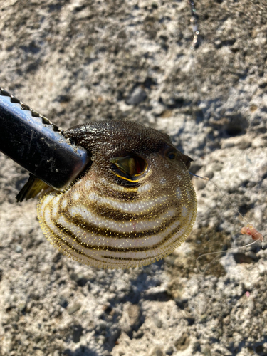 サザナミフグの釣果