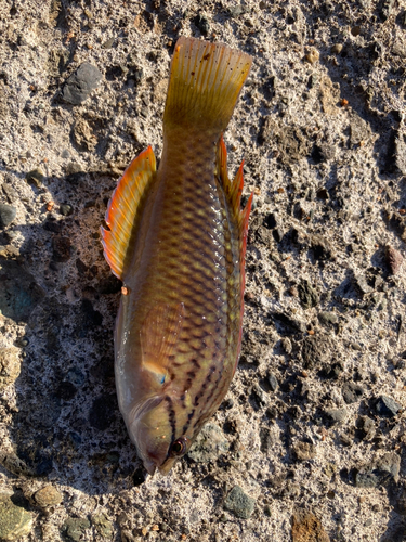 アカササノハベラの釣果