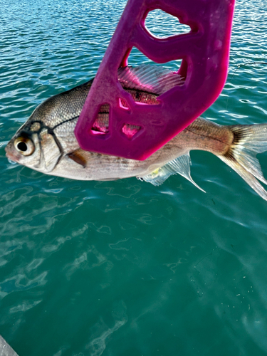 ウミタナゴの釣果