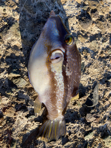 キタマクラの釣果