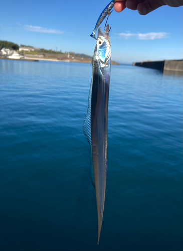 タチウオの釣果