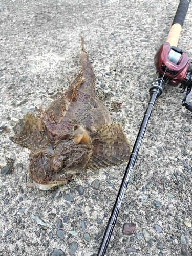 トウベツカジカの釣果