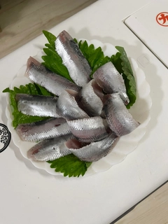 マイワシの釣果