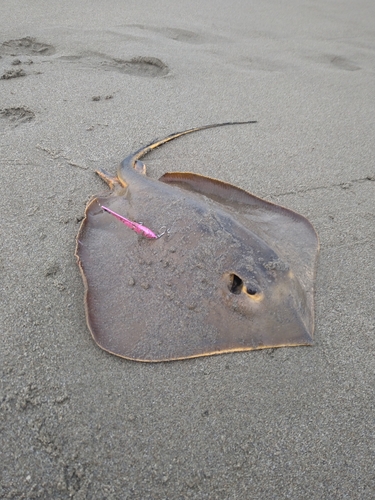 アカエイの釣果