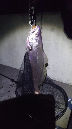 オオニベの釣果