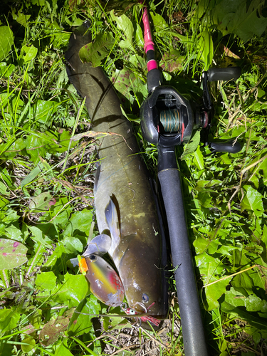 ナマズの釣果