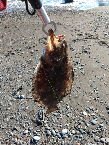 ヒラメの釣果