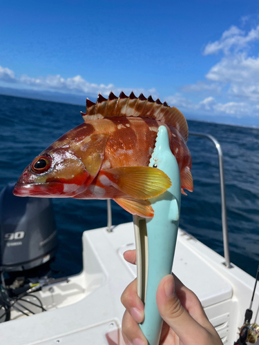 アカハタの釣果