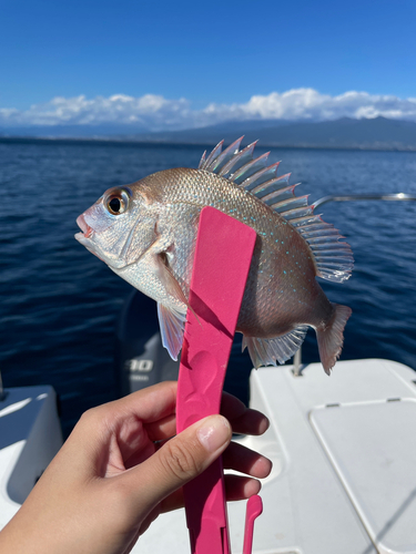 マダイの釣果