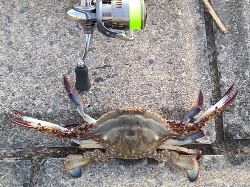 ワタリガニの釣果