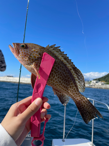 オオモンハタの釣果