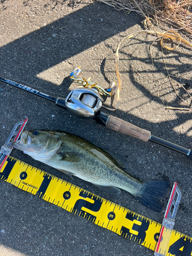 ブラックバスの釣果