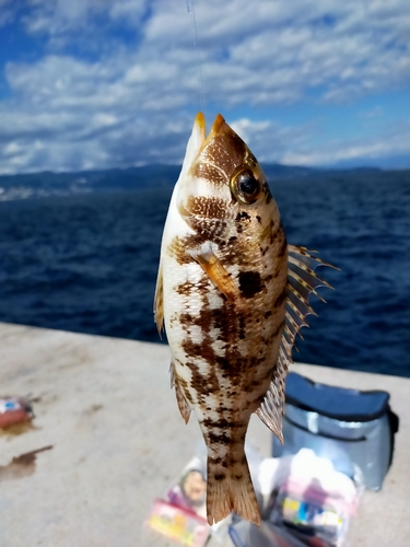 イトフエフキの釣果