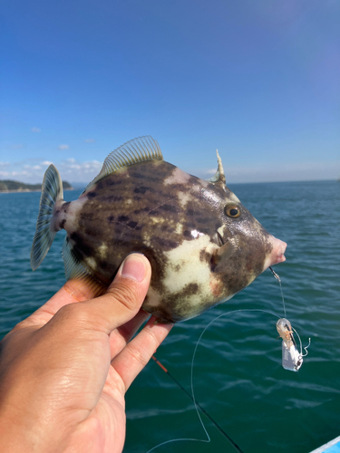 カワハギの釣果