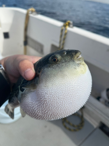 フグの釣果