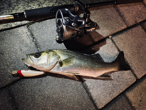 セイゴ（マルスズキ）の釣果