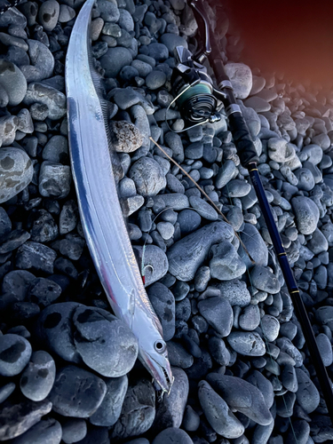 タチウオの釣果