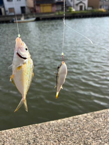 ヒイラギの釣果