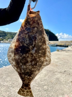 ヒラメの釣果