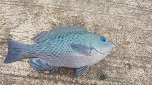 メジナの釣果