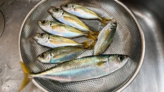 アジの釣果