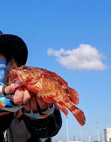 アラカブの釣果