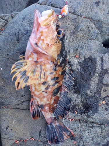 カサゴの釣果