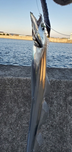 タチウオの釣果