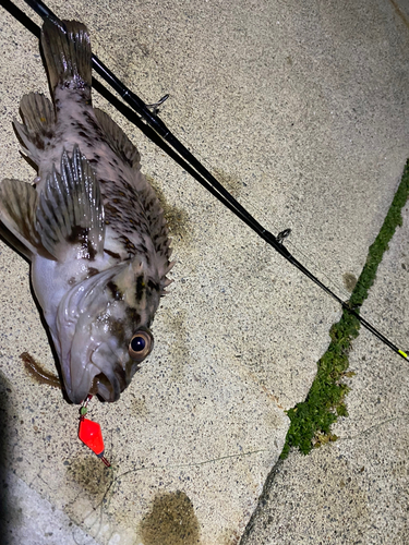 ソイの釣果