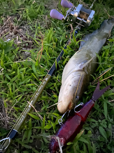 ナマズの釣果