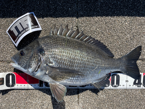 クロダイの釣果