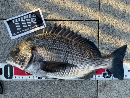 クロダイの釣果