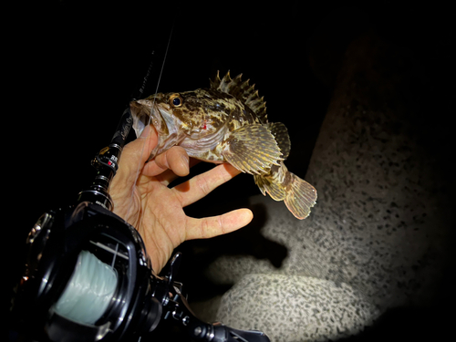 タケノコメバルの釣果