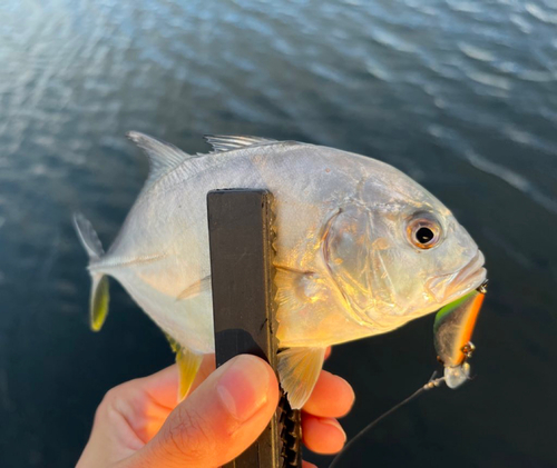 メッキの釣果