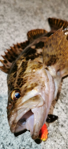 タケノコメバルの釣果