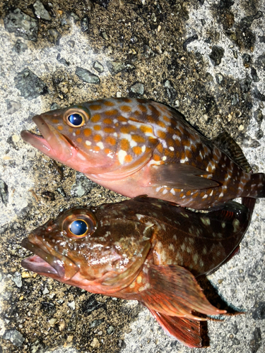 アコウの釣果