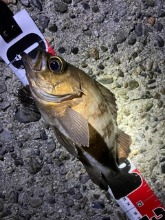 メバルの釣果