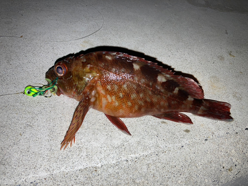 カサゴの釣果