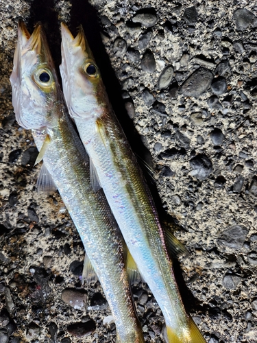 カマスの釣果