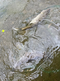 アユの釣果