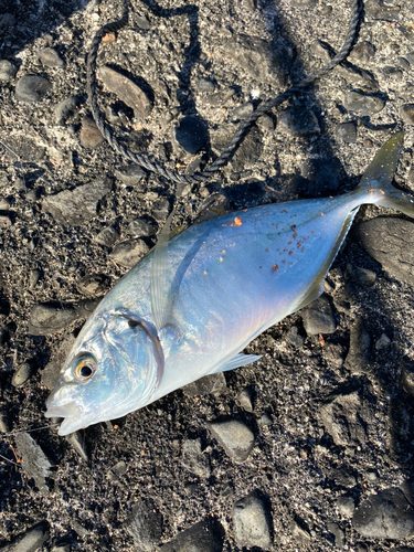 シマアジの釣果